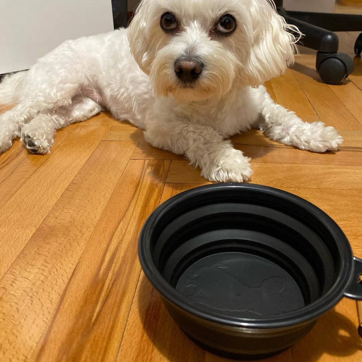 Collapsible Dog Water/Food Dish